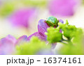 紫陽花とカエル 16374161