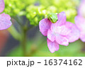 紫陽花とカエル 16374162