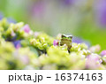 紫陽花とカエル 16374163