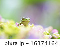 カエルと紫陽花 16374164