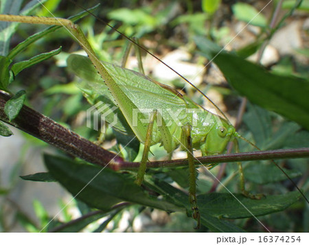 ヤブキリ ヤブキリ 16374254