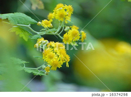 泡黄金気菊の花咲く 16374298