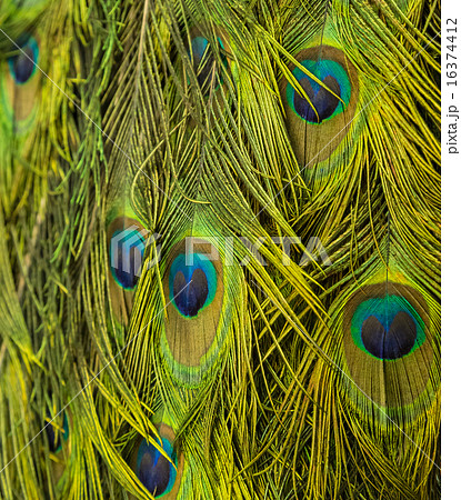 Peacock feather pattern background 16374412
