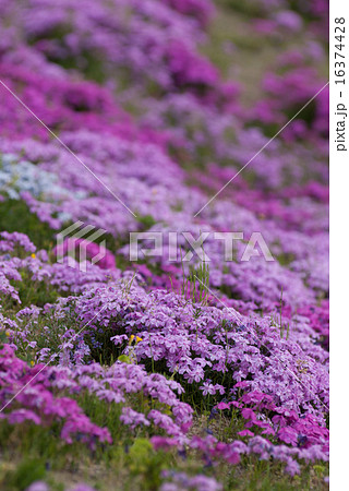 鳥羽の芝桜 鳥羽の芝桜 16374428