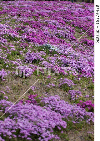 鳥羽の芝桜 16374429