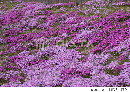 鳥羽の芝桜 鳥羽の芝桜 16374430