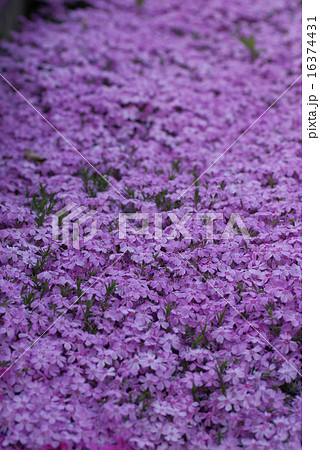 鳥羽の芝桜 鳥羽の芝桜 16374431