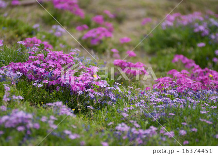 鳥羽の芝桜 鳥羽の芝桜 16374451