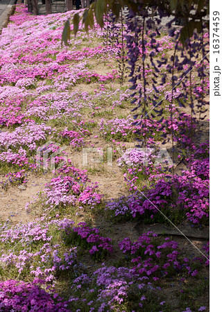 鳥羽の芝桜 16374459