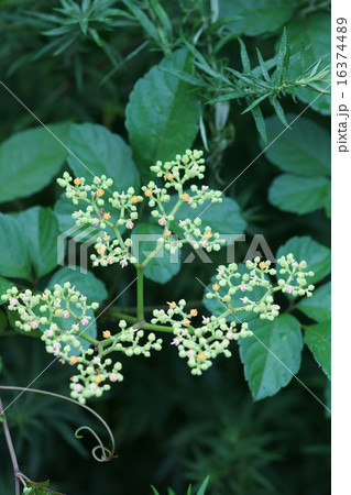 薮枯らし 　ヤブカラシの花 16374489