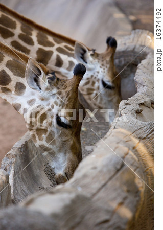 Giraffe eating grain food  on gutter wood. 16374492