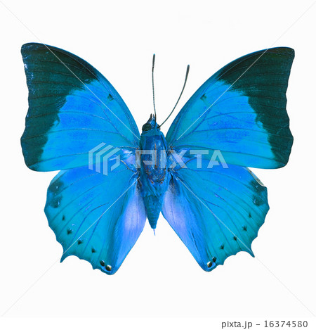 fancy butterfly isolated on white 16374580