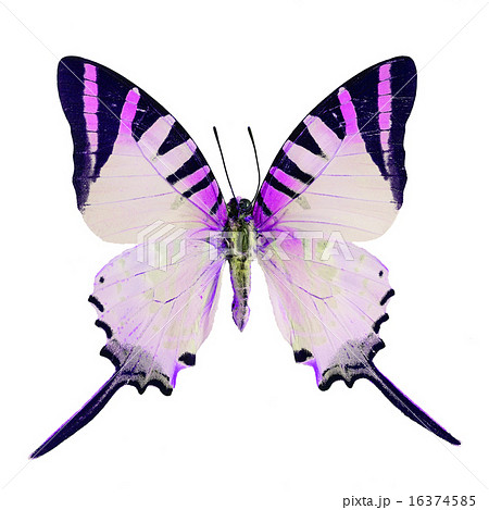 fancy butterfly isolated on white 16374585