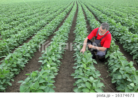 Farmer or agronomist in soy field Farmer or agronomist in soy field 16374673