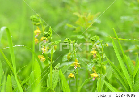 カキラン 16374698