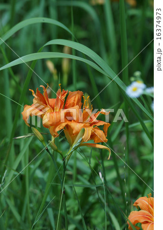 藪萱草やぶかんぞう ワスレグサと呼ばれています の写真素材