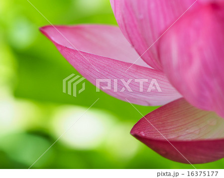 蓮の花びら 16375177