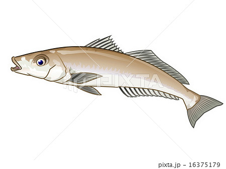 シロギス 16375179