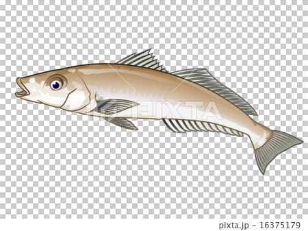 シロギス 16375179