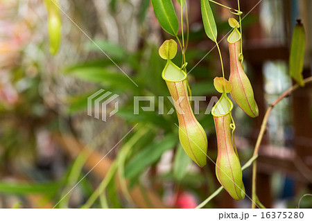 ウツボカズラ 16375280