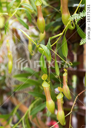 ウツボカズラ 16375281