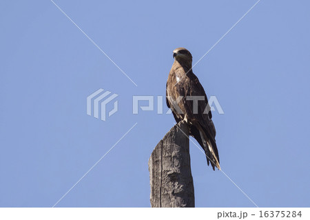 Black Kite Black Kite 16375284