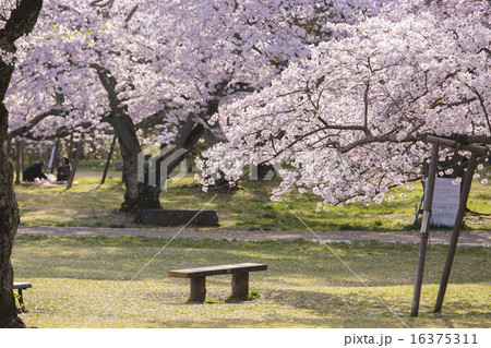 桜が舞い散る公園001 16375311