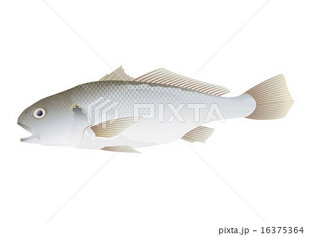 イシモチのイラスト素材