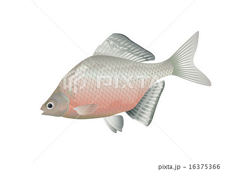 イタセンパラ 16375366