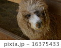 アルパカ 16375433