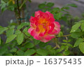 アンネのバラ 16375435