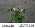 八重咲のどくだみ 16375436