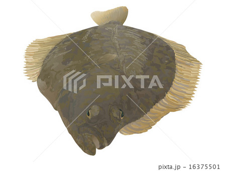 カレイ カレイ 16375501