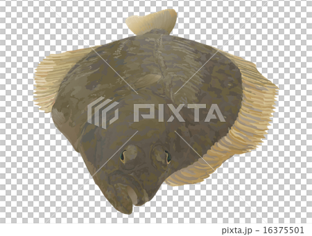 カレイ カレイ 16375501