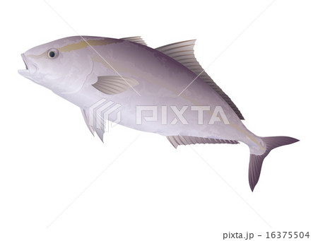 カンパチ カンパチ 16375504