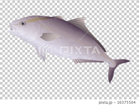 カンパチ カンパチ 16375504