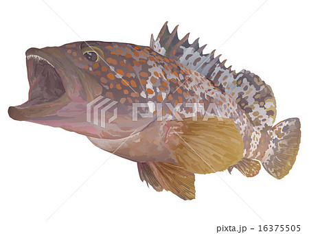 キジハタ キジハタ 16375505