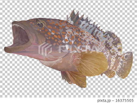 キジハタ キジハタ 16375505