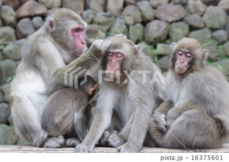 ニホンザル 16375601
