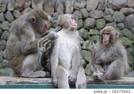 ニホンザル ニホンザル 16375602
