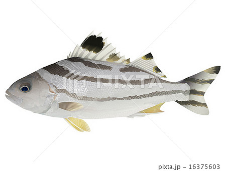 コトヒキ 16375603