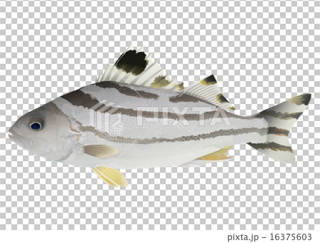 コトヒキ 16375603