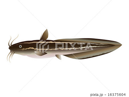 ゴンズイ ゴンズイ 16375604