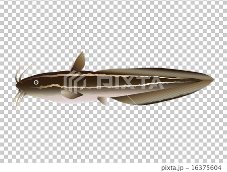 ゴンズイ ゴンズイ 16375604