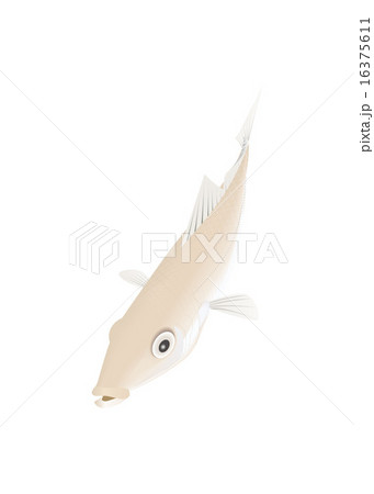 シロギス 16375611