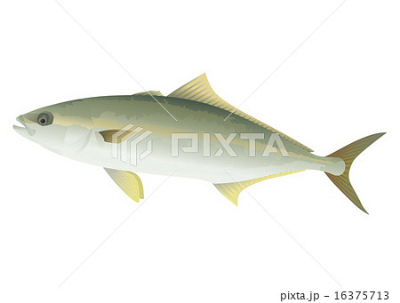 ヒラマサ ヒラマサ 16375713