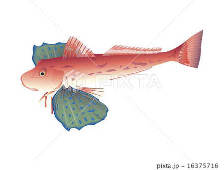 ホウボウ ホウボウ 16375716