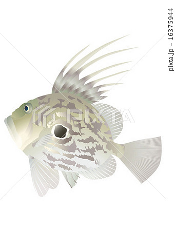 マトウダイのイラスト素材