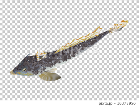メゴチ メゴチ 16375950