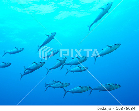 イソマグロ 16376034